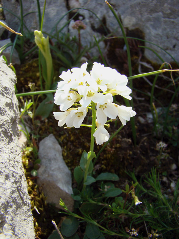 Fiori di montagna da determinare 1 - Thlaspi cfr. praecox